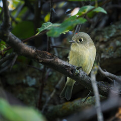 Small yellow bird. A Ruby Crowned Kinglet on a perch.