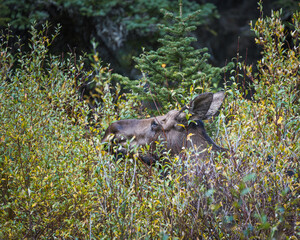 A Cow Moose grazing in thick vegetation.