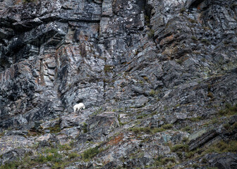 An Environmental photograph of a Mountain Goat in Glacier National Park in Montana. 