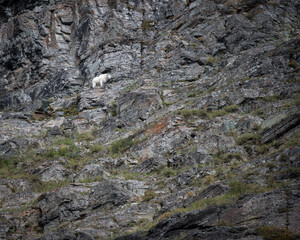 An Environmental photograph of a Mountain Goat in Glacier National Park in Montana. 