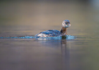 A aquatic bird in a river. Pied Billed Grebe