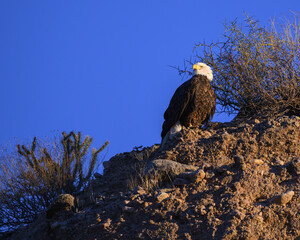 A Bald Eagle perched on a cliff in the Sonoran Desert of Arizona. 