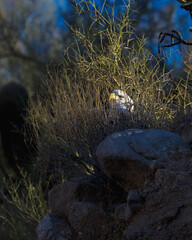 Eagle in a bush. Bald Eagle hiding.