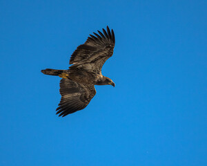 Young Eagle in flight. Bald eagle. 