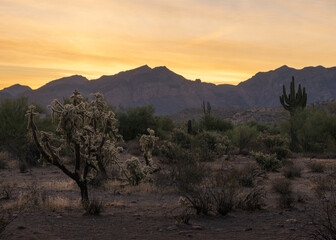 Fototapeta premium Cactus in the desert at sunrise. Cholla Cactus at sunrise in the Sonoran Desert of Arizona. 