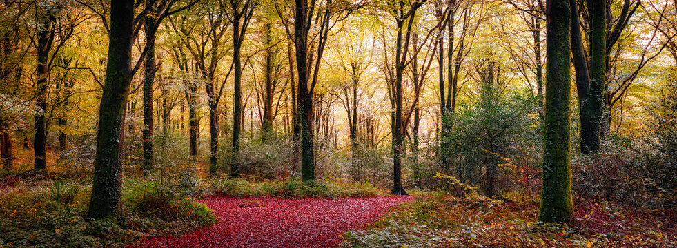 Idless autumn woodland near truro cornwall uk 