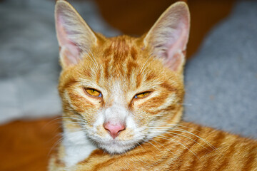 Orange cat front view photo pet
