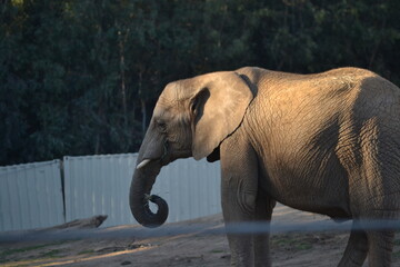 Fototapeta premium elephants in the zoo