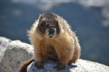 marmot in the mountains