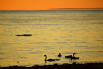 mágico atardecer en Chaitén, un día verano junto a una pequeña familia de cisnes cuello negro.