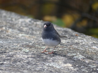 Junco