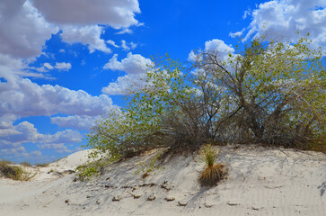 White Sands National Monument U.S located in the state of New Mexico the field of white sand dunes...