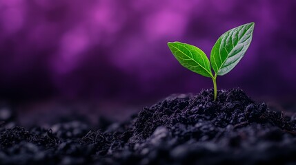 A single green sprout emerges from the dark soil against a vibrant purple background.