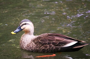 のんびり泳ぐ水鳥　マガモ　秋の公園