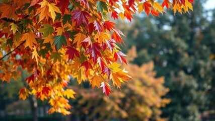 Colorful autumn leaves hanging from a tree in a vibrant fall park setting, colorful, backdrop