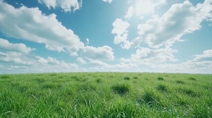 Obraz premium A field of grass with a clear blue sky above. The sky is dotted with clouds, giving the scene a peaceful and serene atmosphere