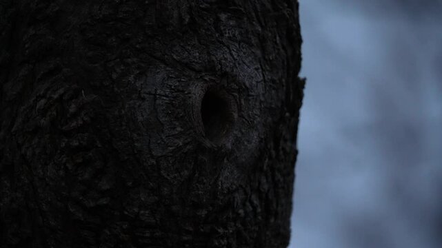 A Siberian flying squirrel emerging from its nest hole