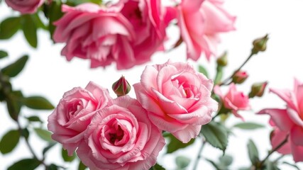 Obraz premium Six light pink roses in full bloom isolated on a white background, nature, pink