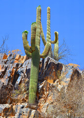 Saguaro cacti in Tonto National Monument is a National Monument in the Superstition Mountains, in Gila County of central Arizona. The area lies on the northeastern edge of the Sonoran Desert ecoregion