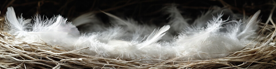 Obraz premium Empty Nests: An empty bird's nest, with soft, fluffy feathers strewn about.