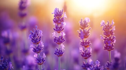 Obraz premium Close-up of lavender flowers with a warm sunset background.
