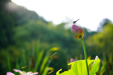蓮の花に止まるトンボ