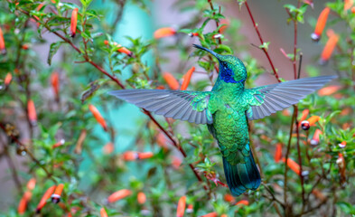 Mexican violetear hummingbird in flight.