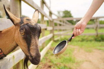 やぎに餌やり体験