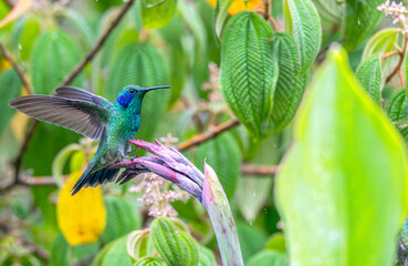 Mexican violetear hummingbird in flight.