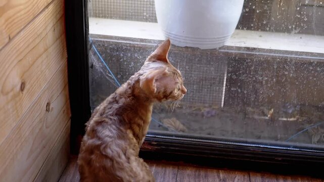 Curious Devon Rex cat sits by the window, gazing outside, A peaceful scene of feline curiosity and longing for the outdoors