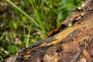lizard on the tree