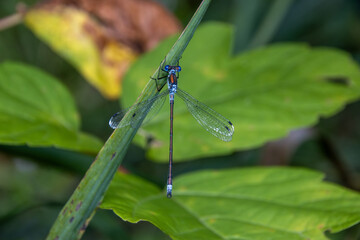 blue dragonfly on a green leaf