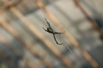 picture of spider in a nest on a bright morning