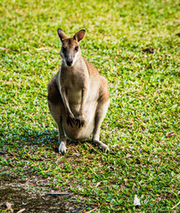 .Kangaroo at Coral Palm Resort Queenland