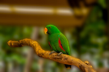 King Parrot at Wild Life Habitat