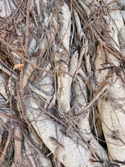 The roots of the tree, tangled, are often large and small, branching out in various directions, creating a complex and beautiful structure in itself.