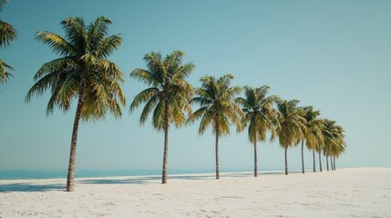 Fototapeta premium Palm trees lining tropical beach scenic nature landscape photography sunny coastal environment travel inspired views