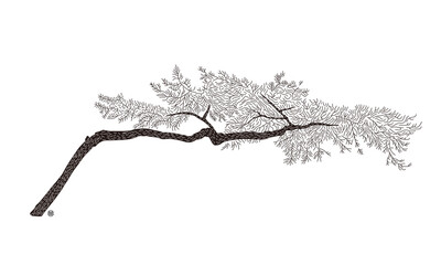 어도비 25 서오릉 나무3_2