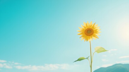 Fototapeta premium A single sunflower in full bloom, its yellow petals glowing in the warm sunlight against a clear blue sky.