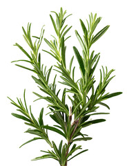 Fototapeta premium Rosemary Leaves Drifting Elegantly on a White Background