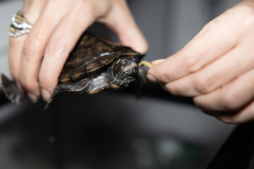 Primer plano de una tortuga sostenida delicadamente por una mano. La captura resalta los detalles...