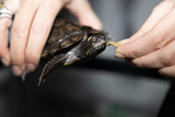 Primer plano de una tortuga sostenida delicadamente por una mano. La captura resalta los detalles únicos de su caparazón y su rostro curioso, invitando a reflexionar sobre la belleza y la delicadeza d
