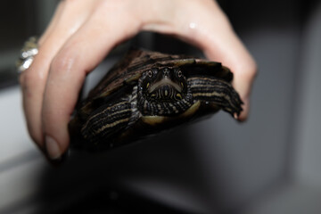Primer plano de una tortuga sostenida delicadamente por una mano. La captura resalta los detalles...