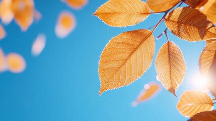Obraz premium A vibrant close-up of golden autumn leaves against a bright blue sky, capturing the beauty of nature in the fall.
