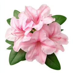 Beautiful pink azalea flowers with green leaves isolated on white
