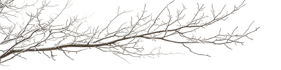 Obraz premium Elegant dried tree branch against a white background, perfect for minimalistic designs and nature themes