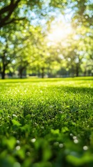 Naklejka premium Lush Green Grass Under a Sunlit Canopy of Trees