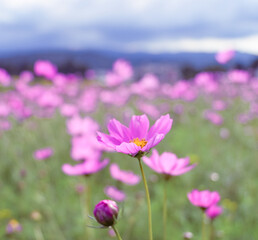Obraz premium Beautiful flower field at sunset