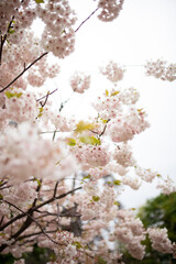 Cherry Blossom in spring with Soft focus, Sakura season in korea