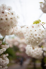 Cherry Blossom in spring with Soft focus, Sakura season in korea